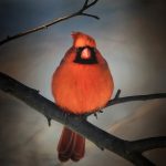 _DSC8670VvzClrFxImgnPtchSquareHiPssNmeCloneSizeClrfx2Eyes2SM