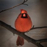 _DSC8670VvzClrFxImgnPtchSquareHiPssNmeCloneSizeClrFx