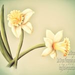 Daffodils6VvzClrFxVvzOverlySktchBlndEraseBlnded2SizeNmeSMWtrmk