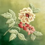 OldRoses2-2FlipTrnsmCnvsSquare2NmeDdgBrnSmWtrmk